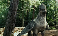 Buckbeak the hippogriff